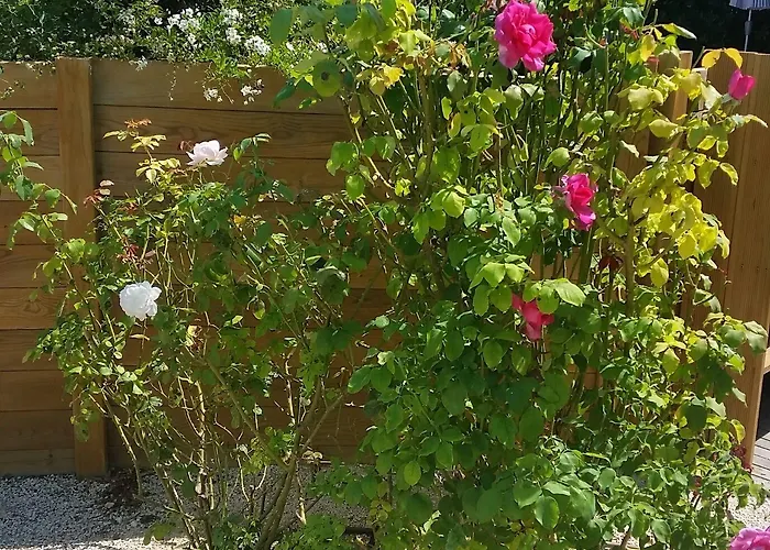 Le Synaya 3* Sanary-sur-Mer